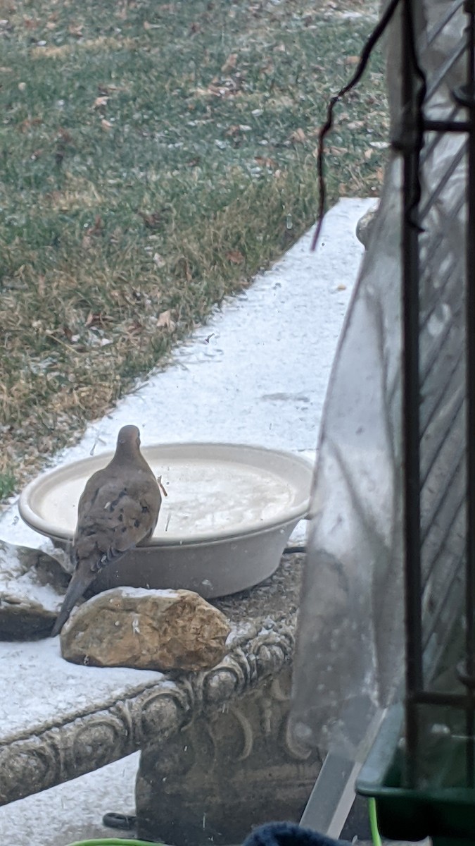 Mourning Dove - ML646398540