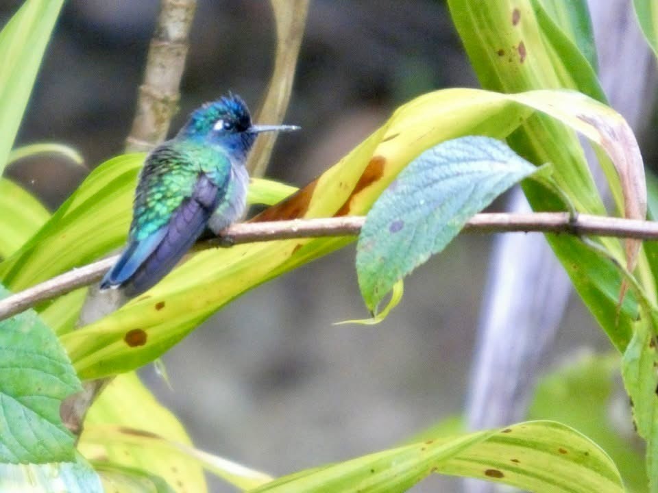 Colibrí Cabeciazul - ML646398541