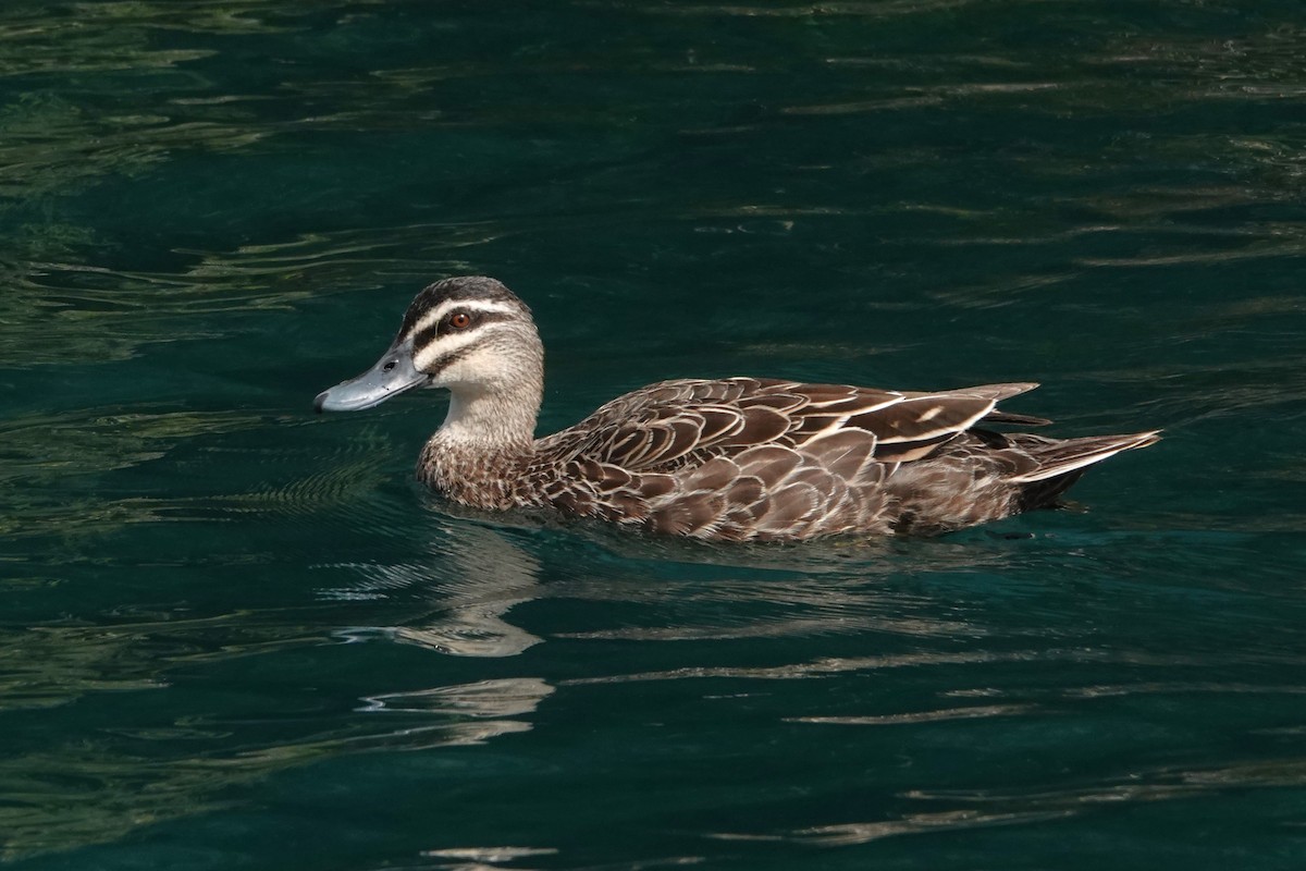 Pacific Black Duck - ML646398543