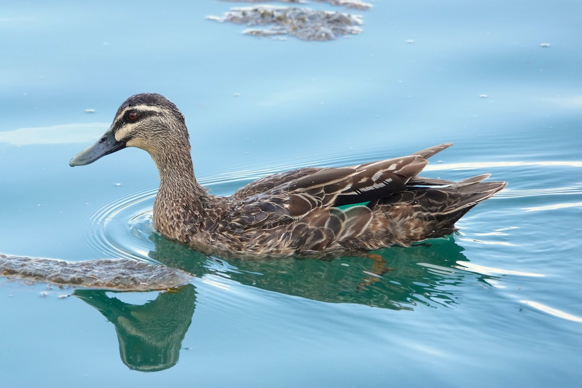 Pacific Black Duck - ML646398544