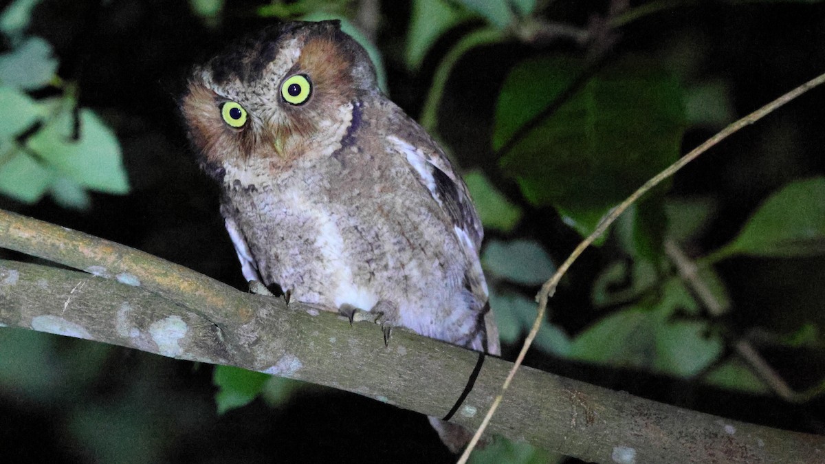 Mountain Scops-Owl - ML646398545