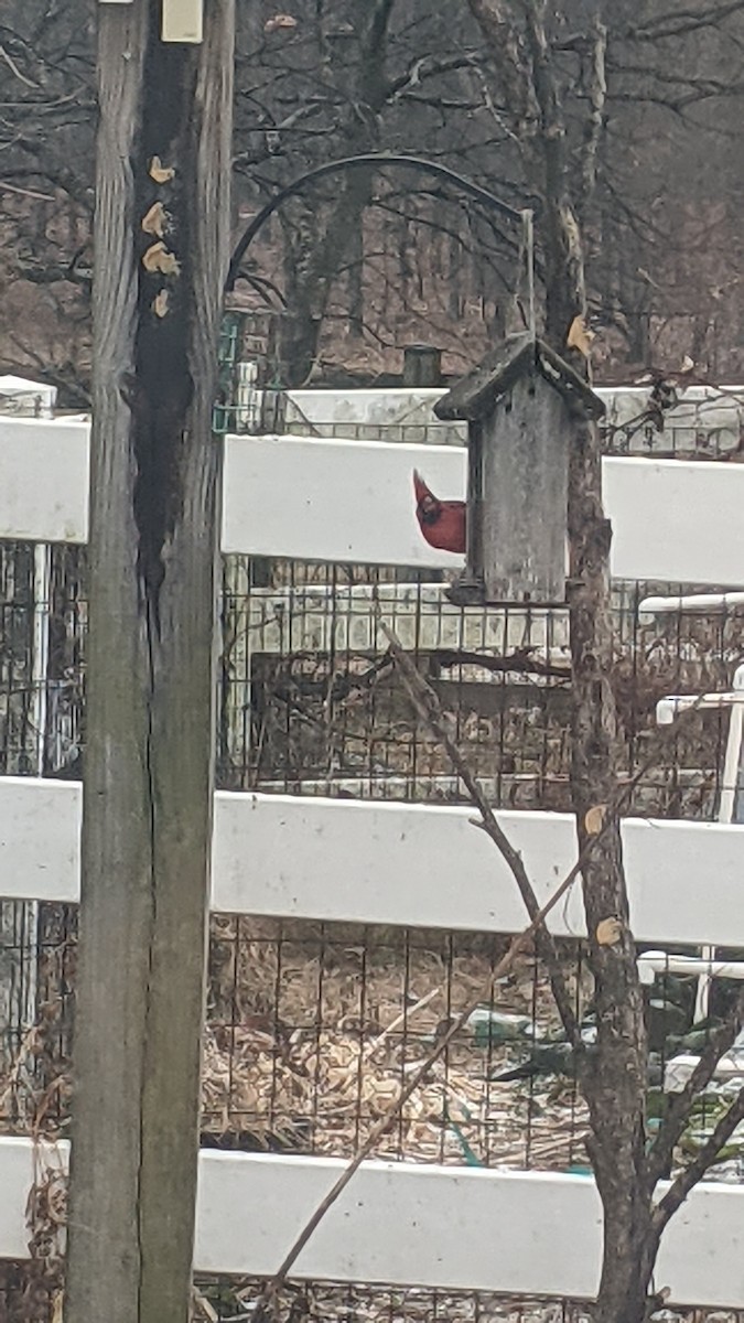 Northern Cardinal - ML646398546