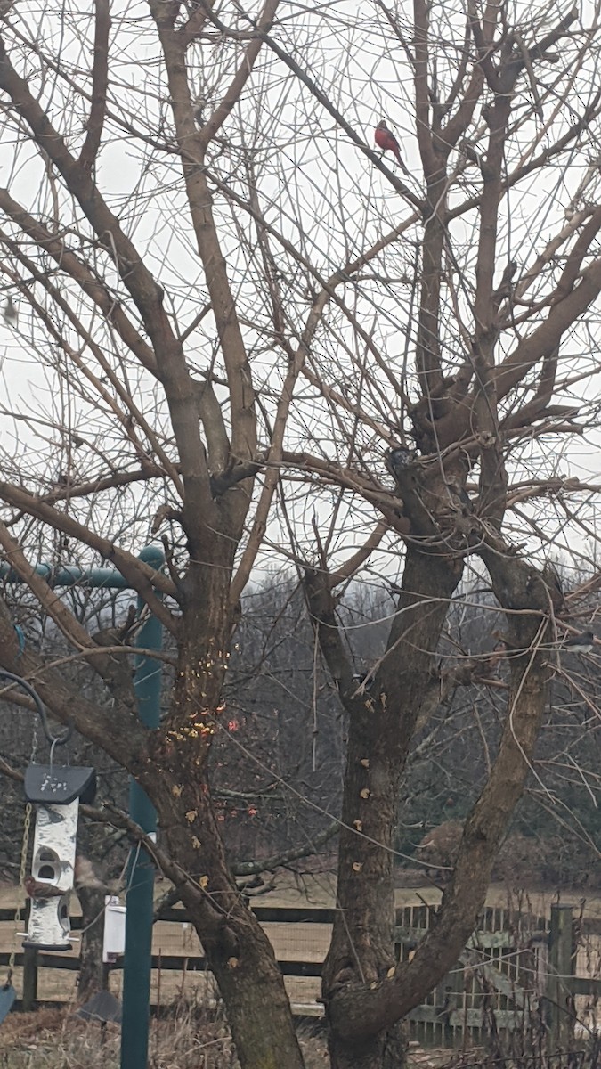 Northern Cardinal - ML646398547