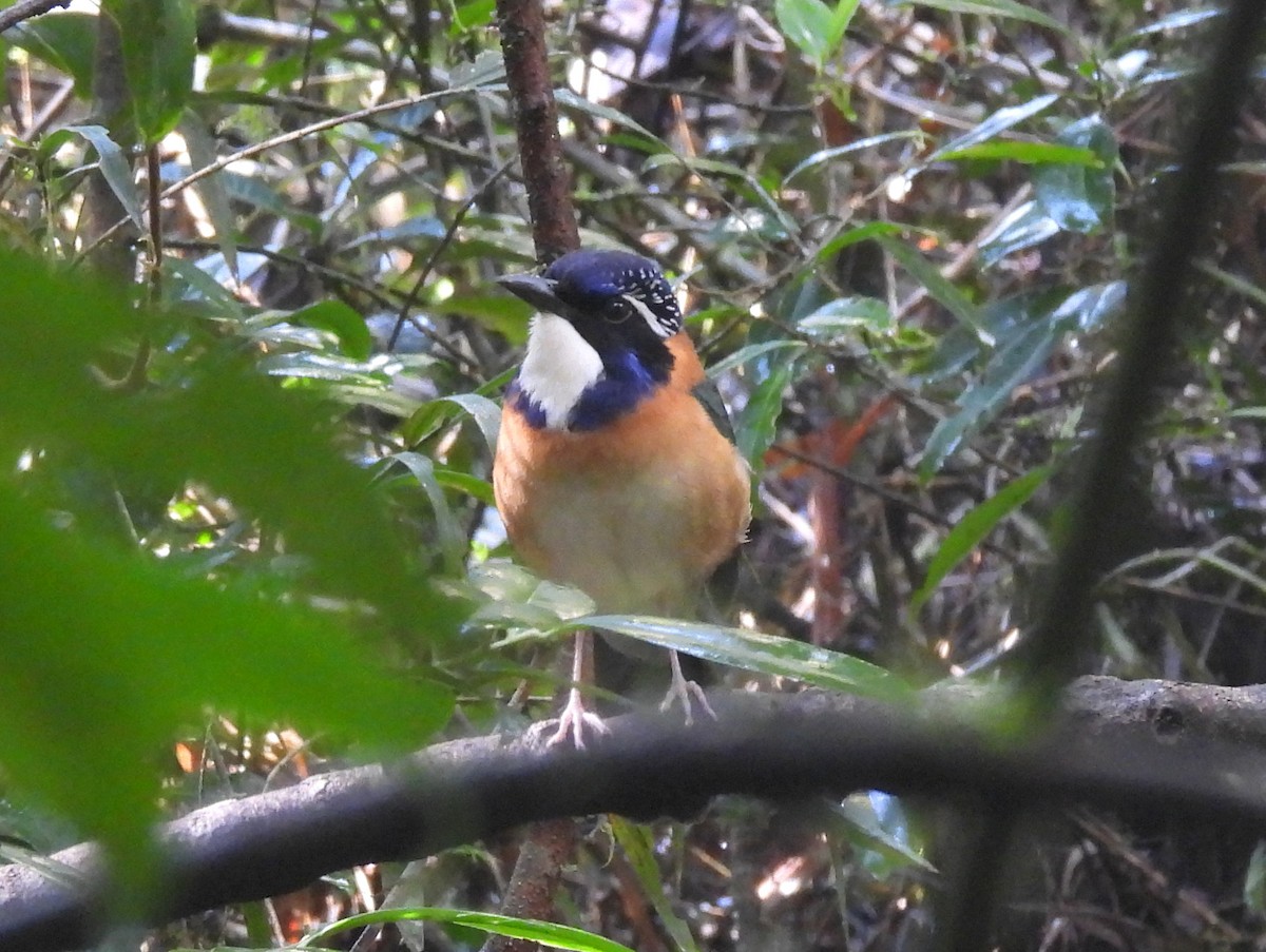 Pitta-like Ground-Roller - ML646398549