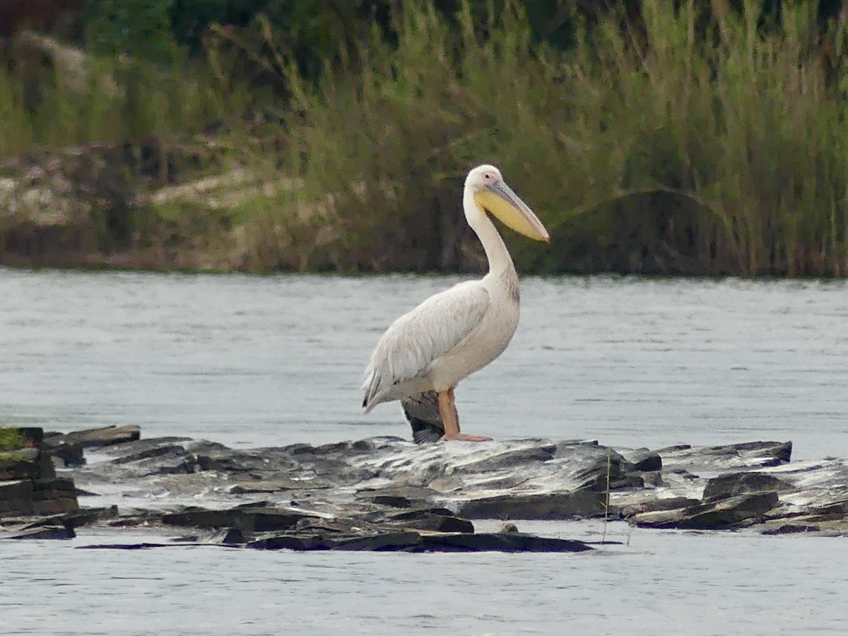 Great White Pelican - ML646398550