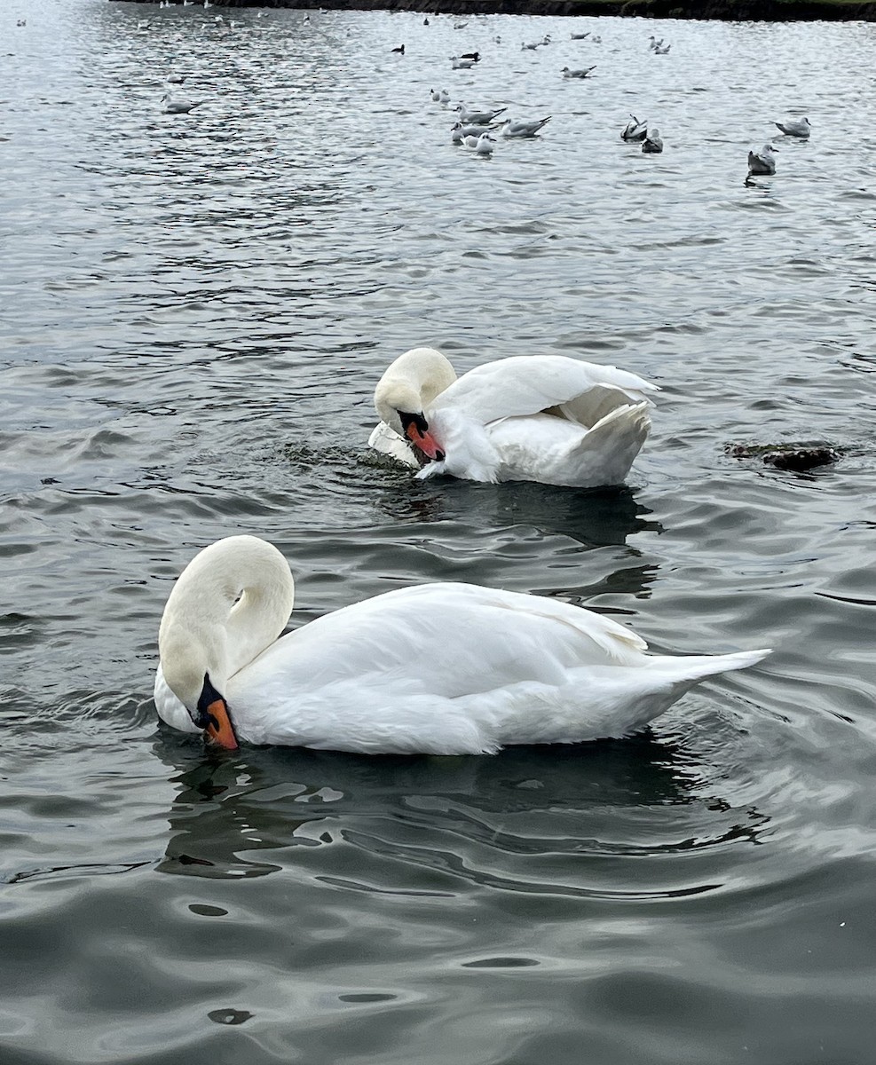 Mute Swan - ML646398551