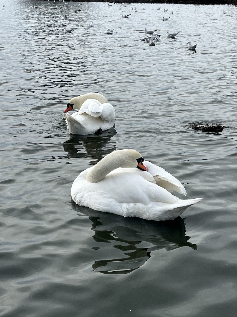 Mute Swan - ML646398552