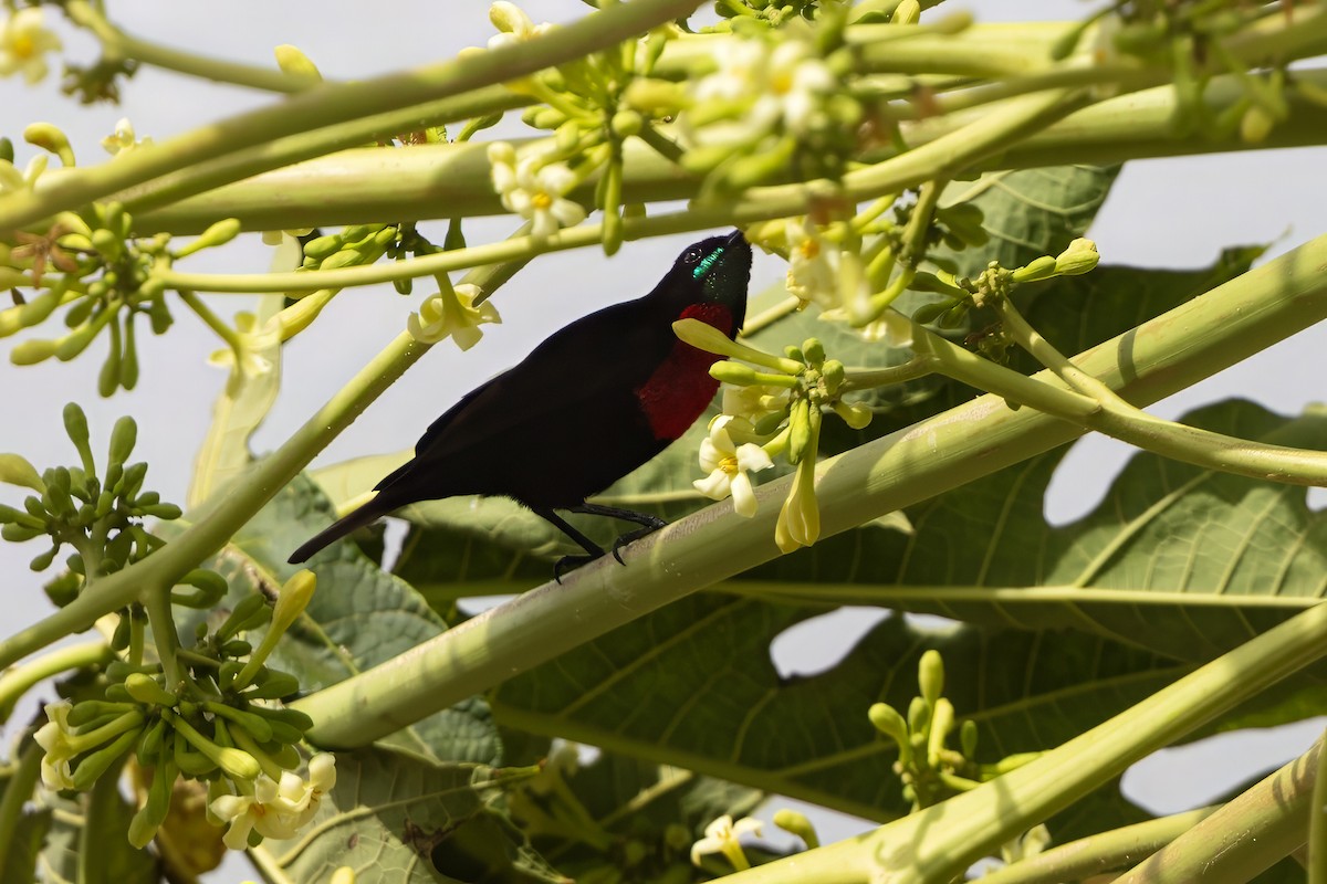 Scarlet-chested Sunbird - ML646398554