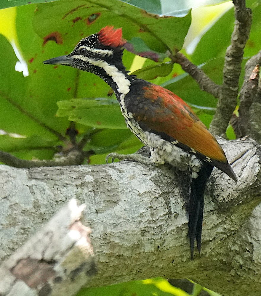 Black-rumped x Red-backed Flameback (hybrid) - ML646398555