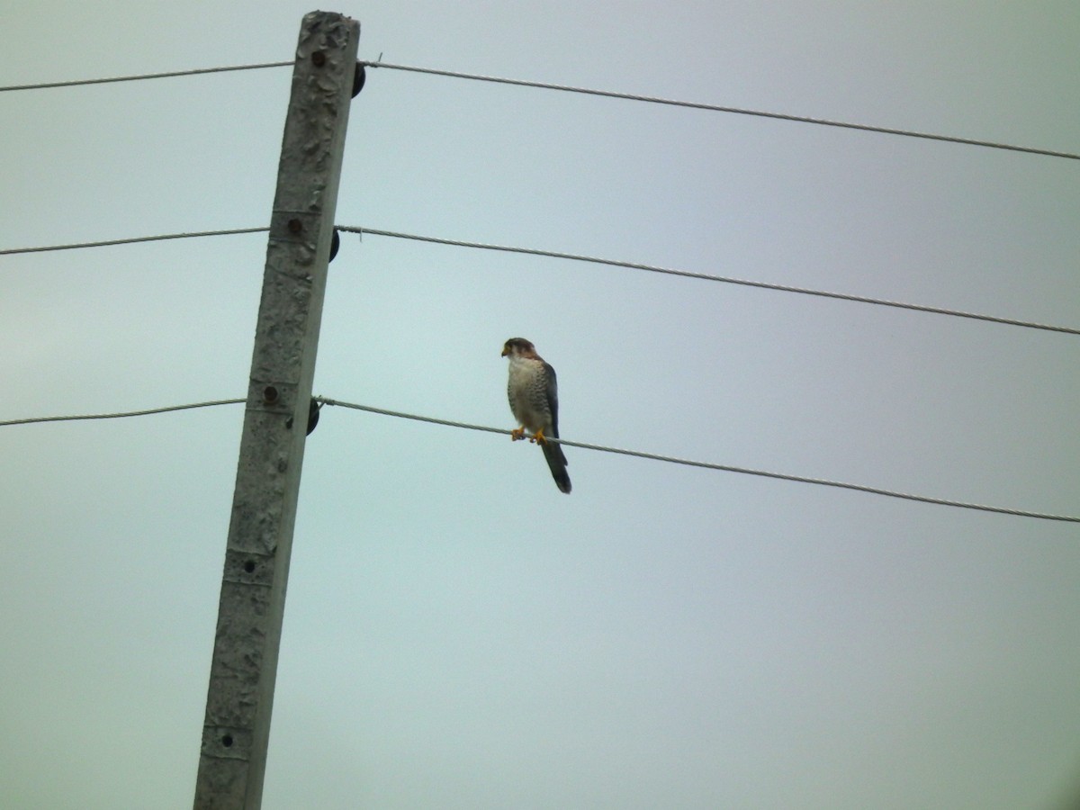 Red-necked Falcon - ML646398556