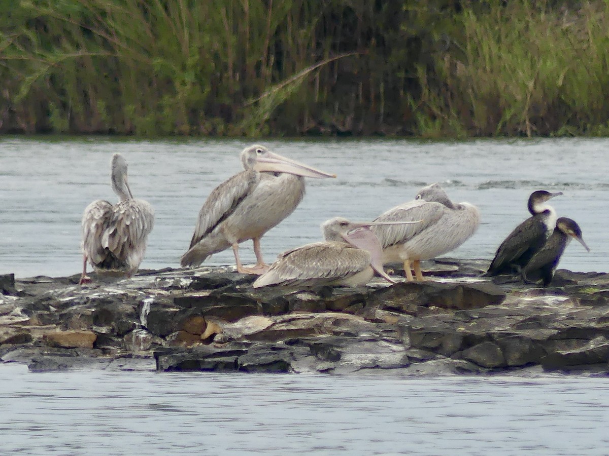 Pink-backed Pelican - ML646398557