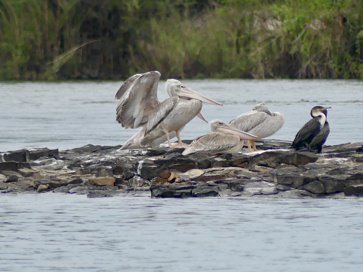 Pink-backed Pelican - ML646398558