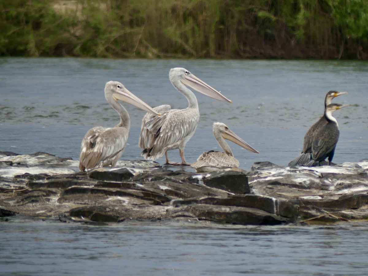 Pink-backed Pelican - ML646398559