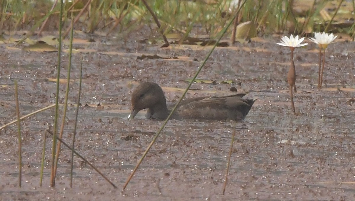 Gadwall - ML646398560