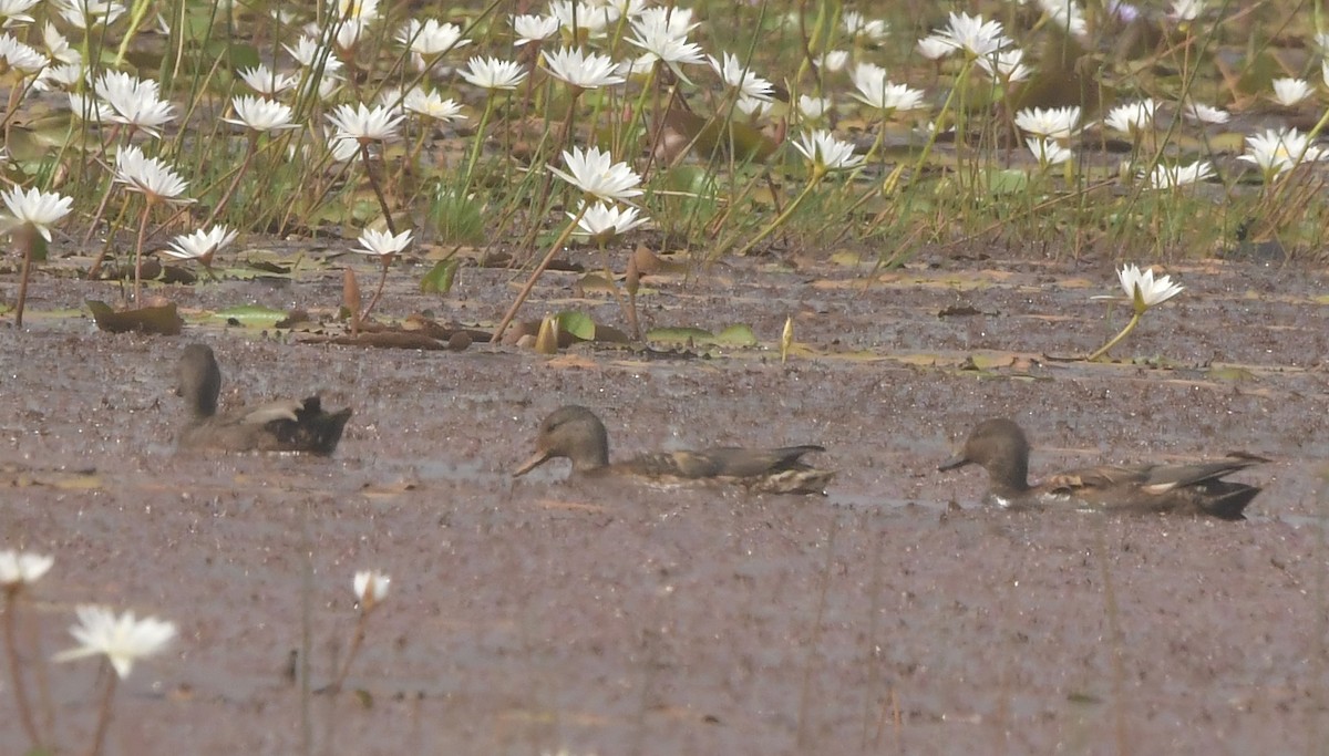 Gadwall - ML646398561