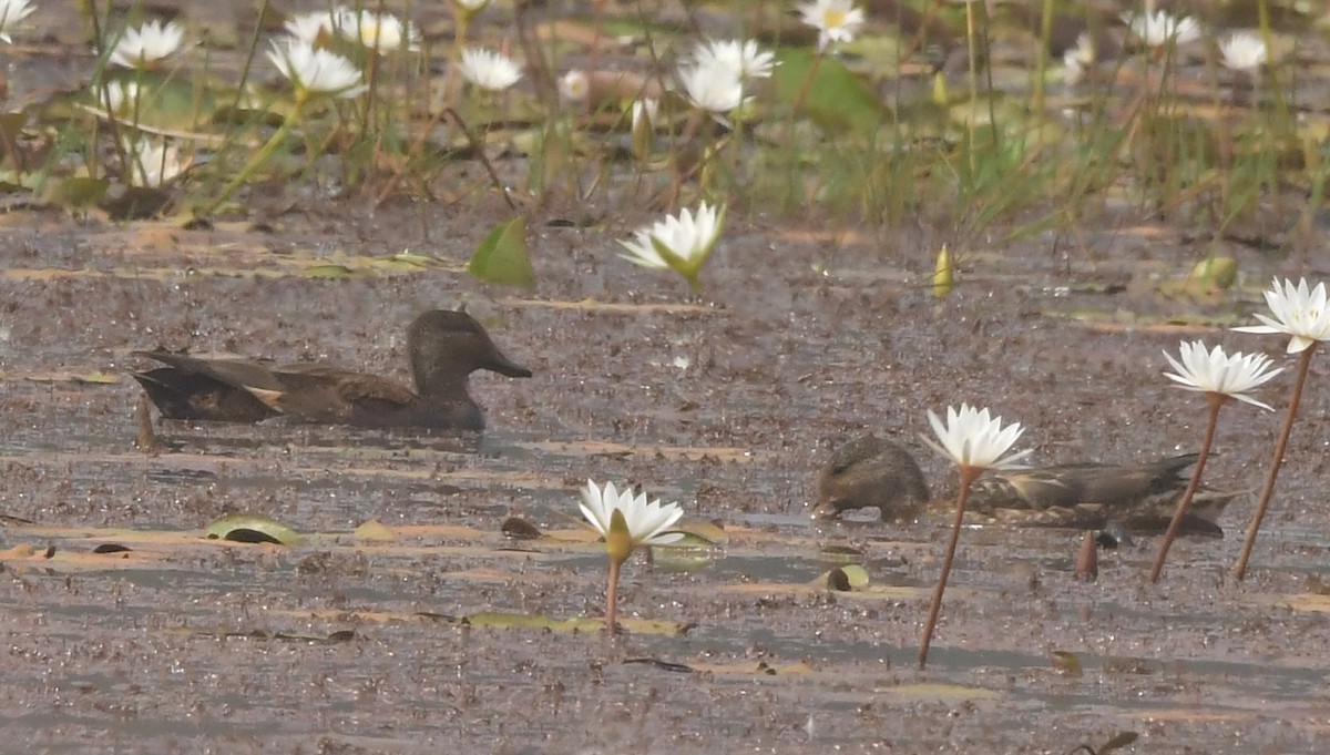 Gadwall - ML646398562