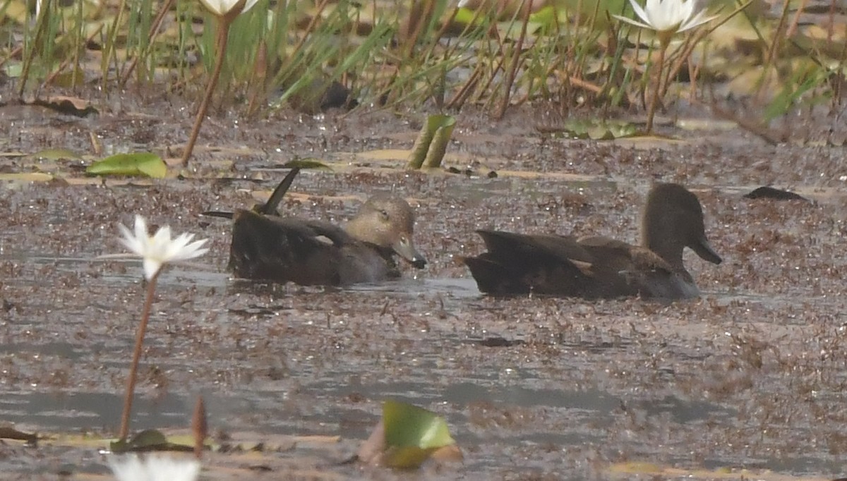 Gadwall - ML646398563