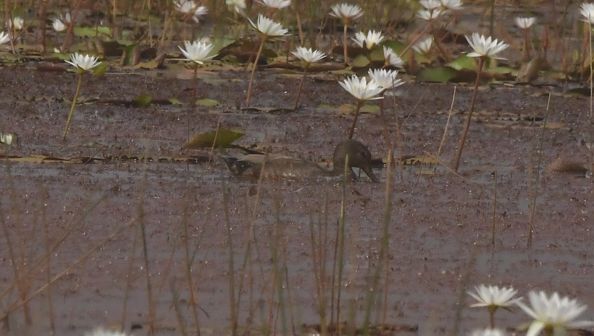 Gadwall - ML646398565