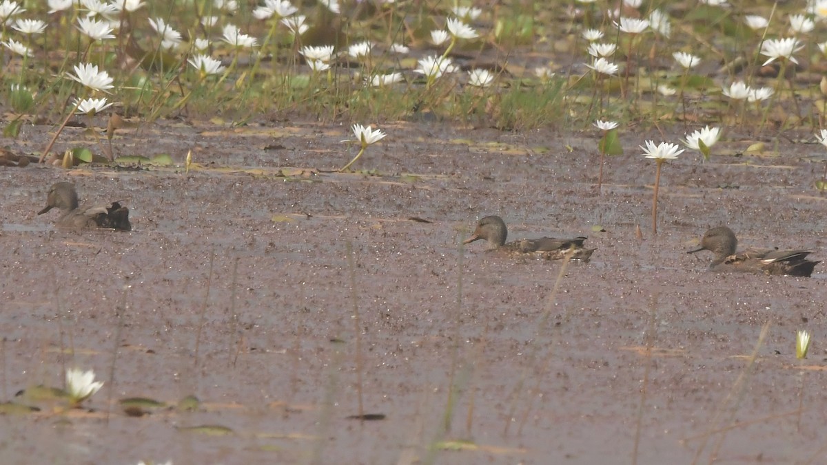 Gadwall - ML646398566