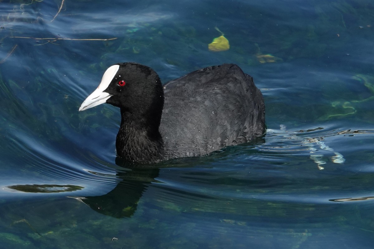 Eurasian Coot - ML646398567