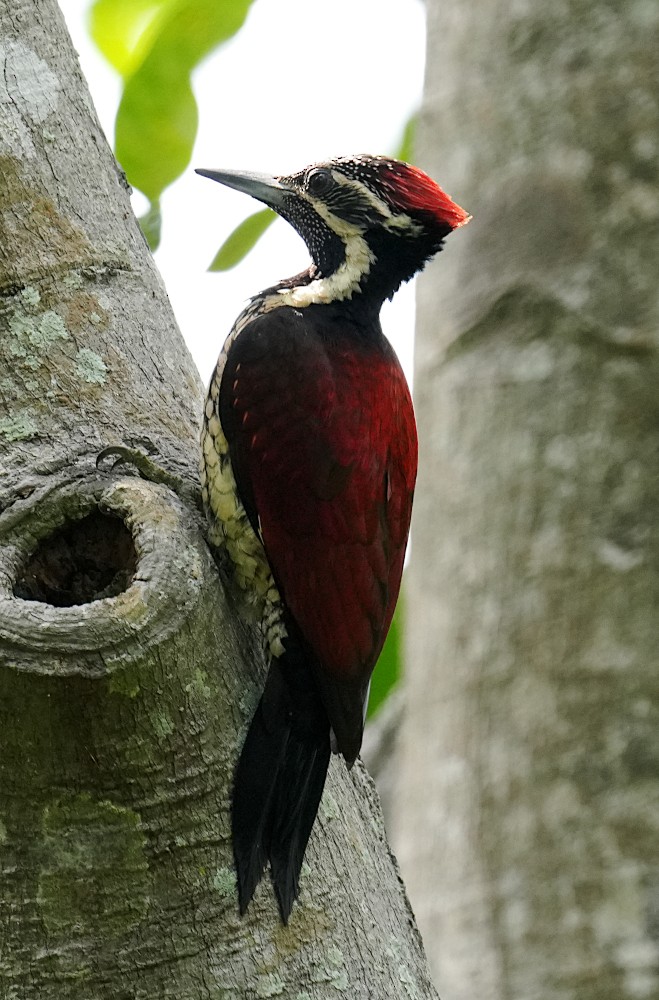Red-backed Flameback - ML646398568