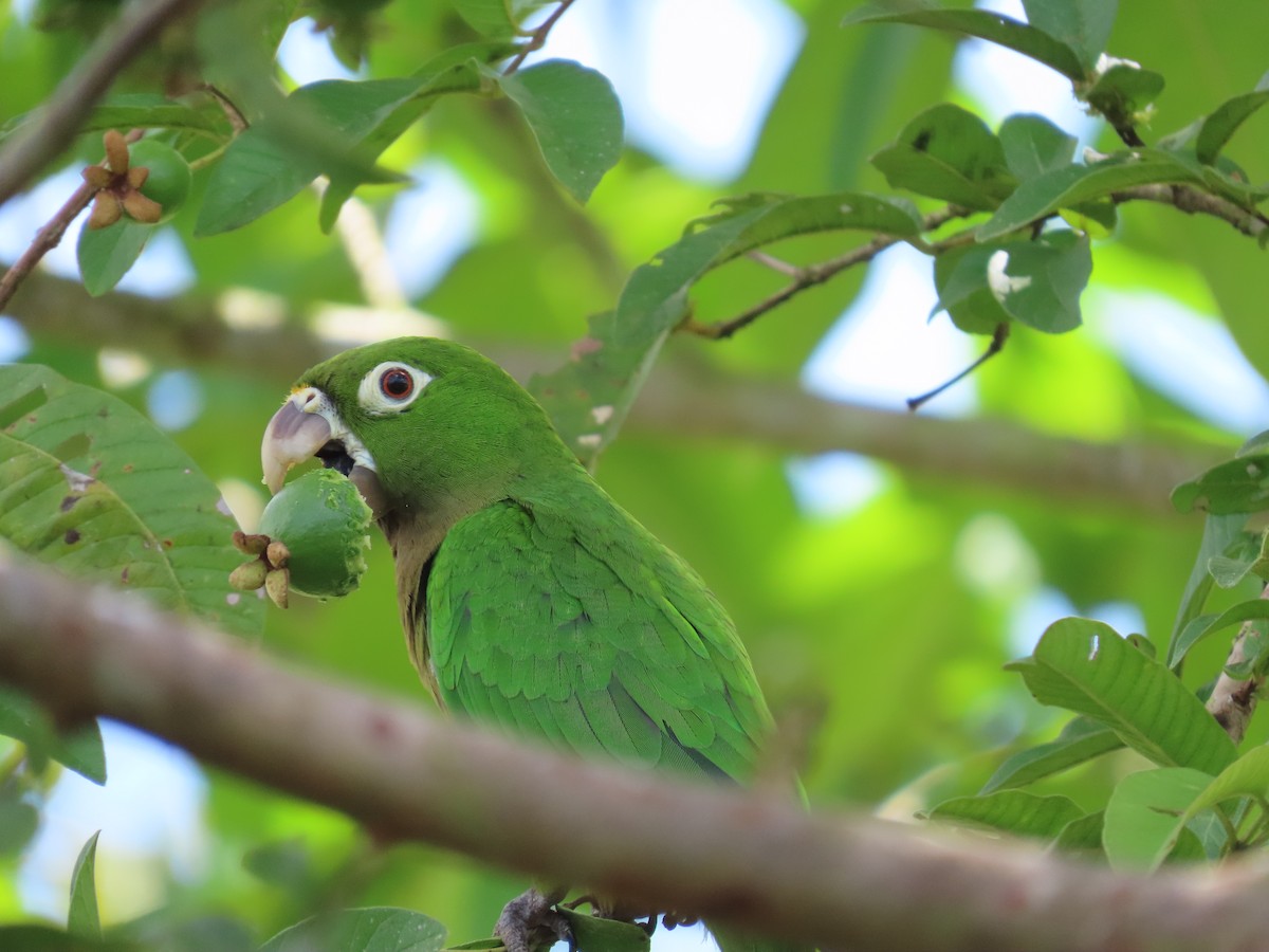 Olive-throated Parakeet - ML646398569