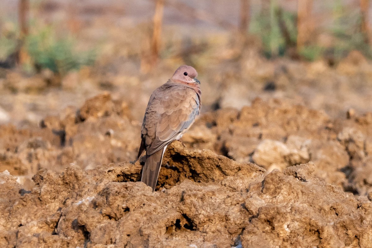 Laughing Dove - ML646398570
