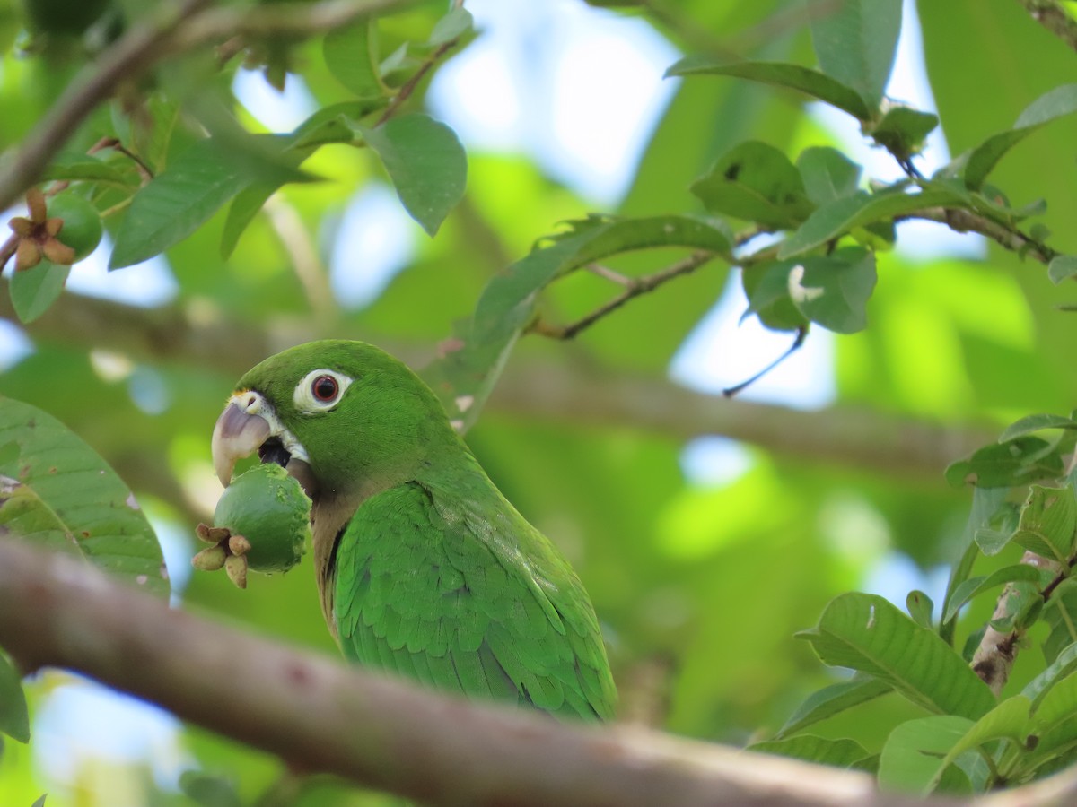 Olive-throated Parakeet - ML646398571