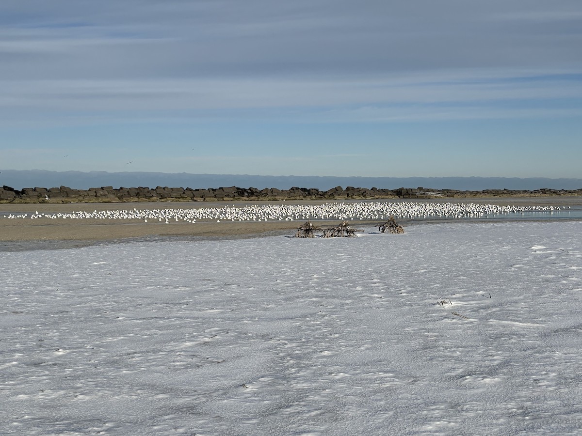 Ring-billed Gull - ML646398572