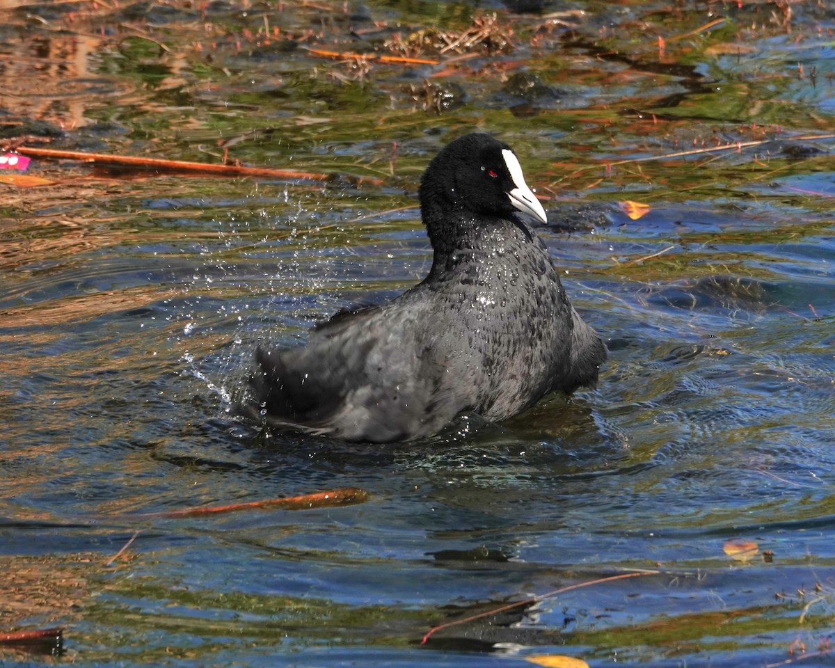 Eurasian Coot - ML646398573