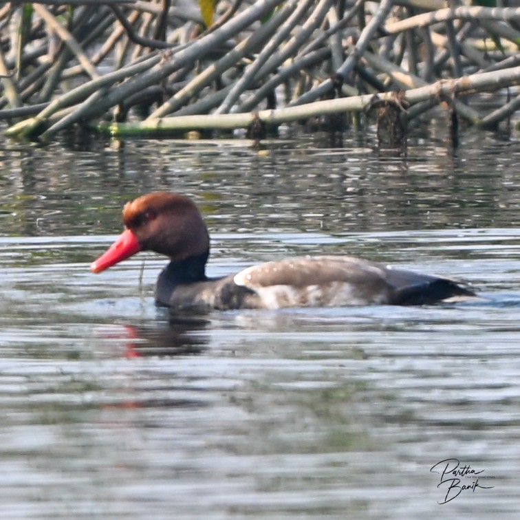 Red-crested Pochard - ML646398574