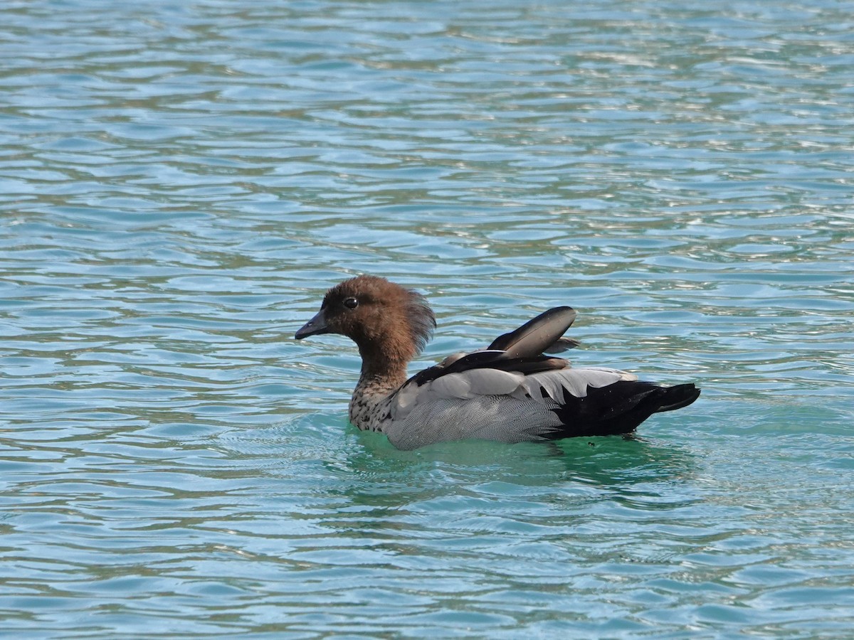 Maned Duck - ML646398575