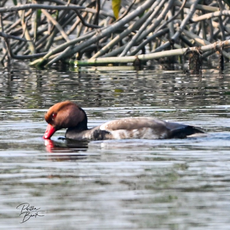 Red-crested Pochard - ML646398576