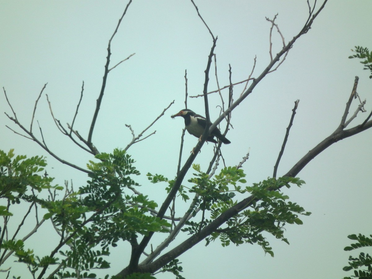 Indian Pied Starling - ML646398577