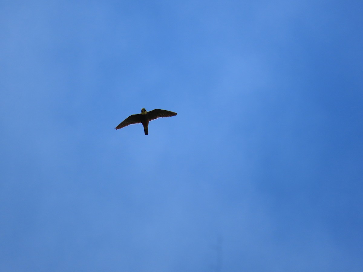 Bat Falcon - ML646398579