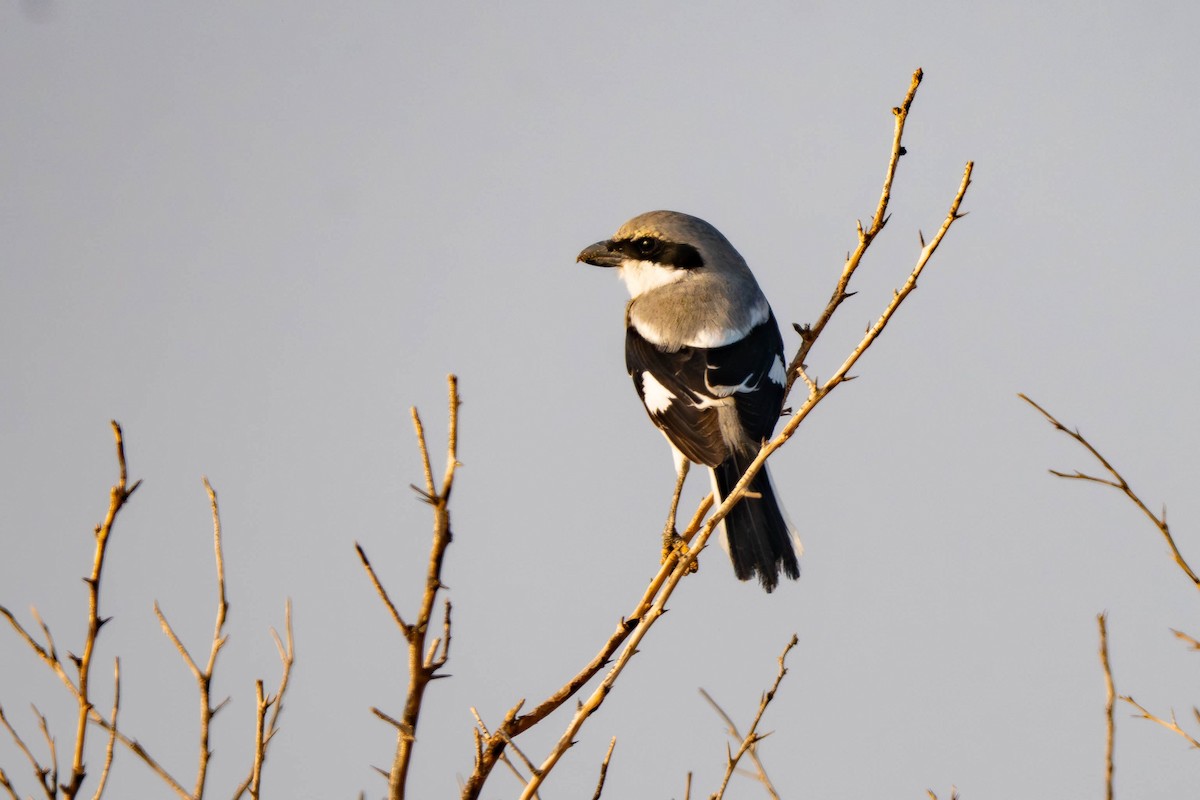 Great Gray Shrike - ML646398581