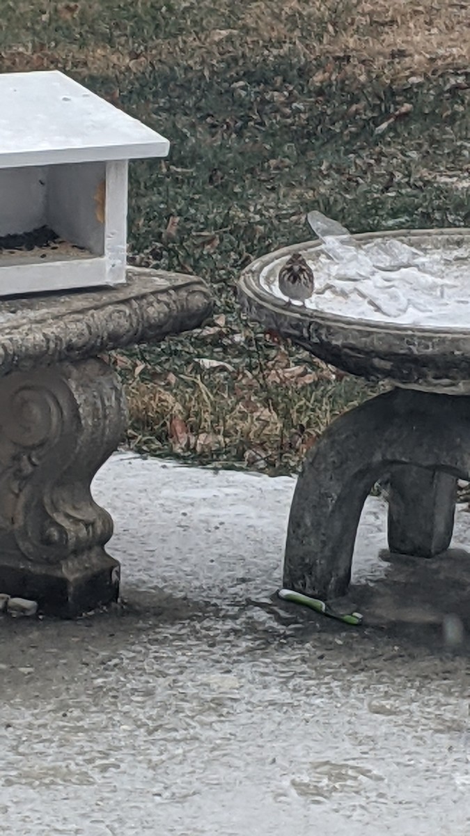 Song Sparrow - ML646398583