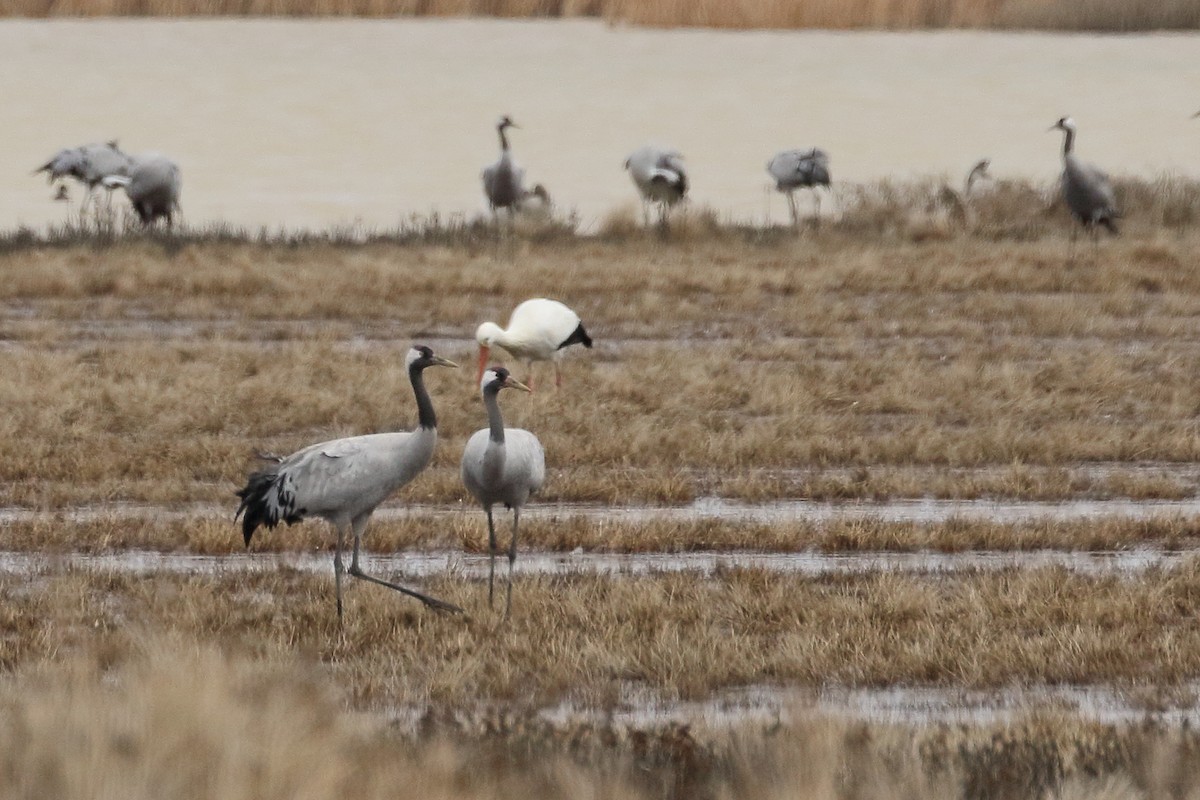 Common Crane - ML646398586