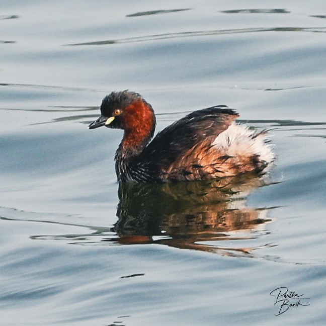 Little Grebe - ML646398588