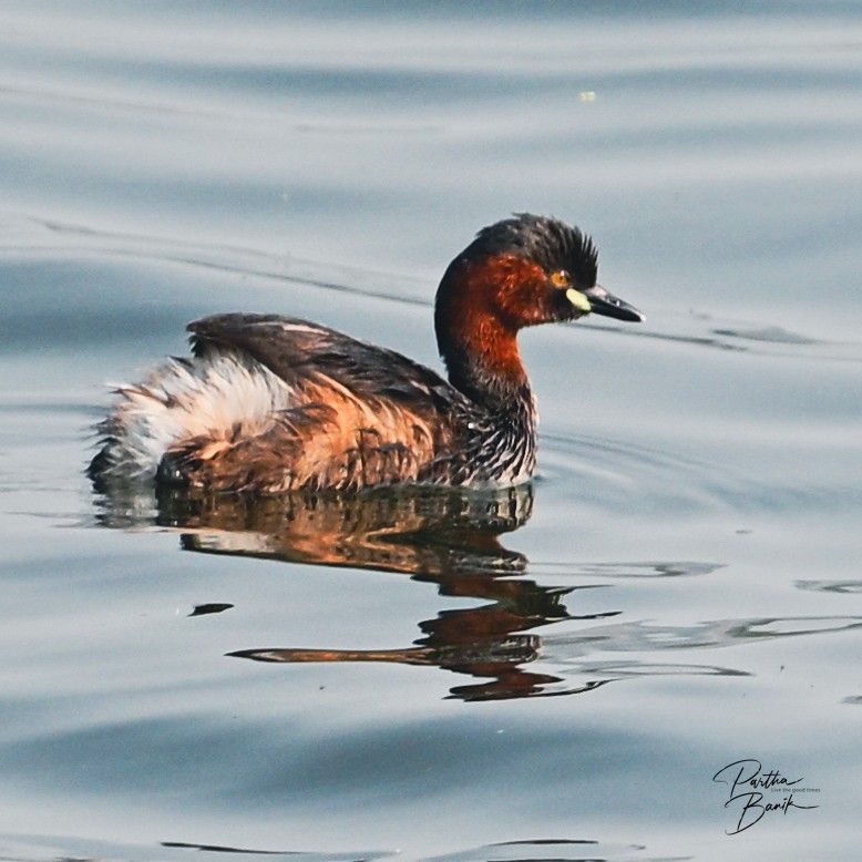 Little Grebe - ML646398593