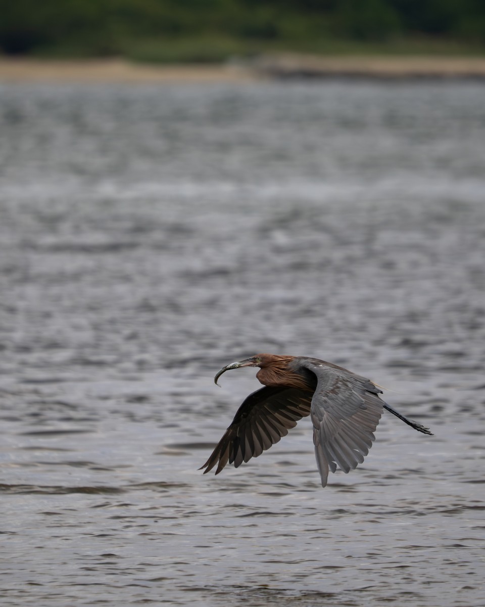 Reddish Egret - ML646398595