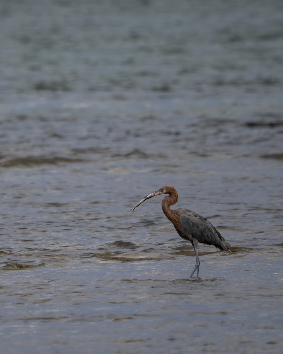 Reddish Egret - ML646398596