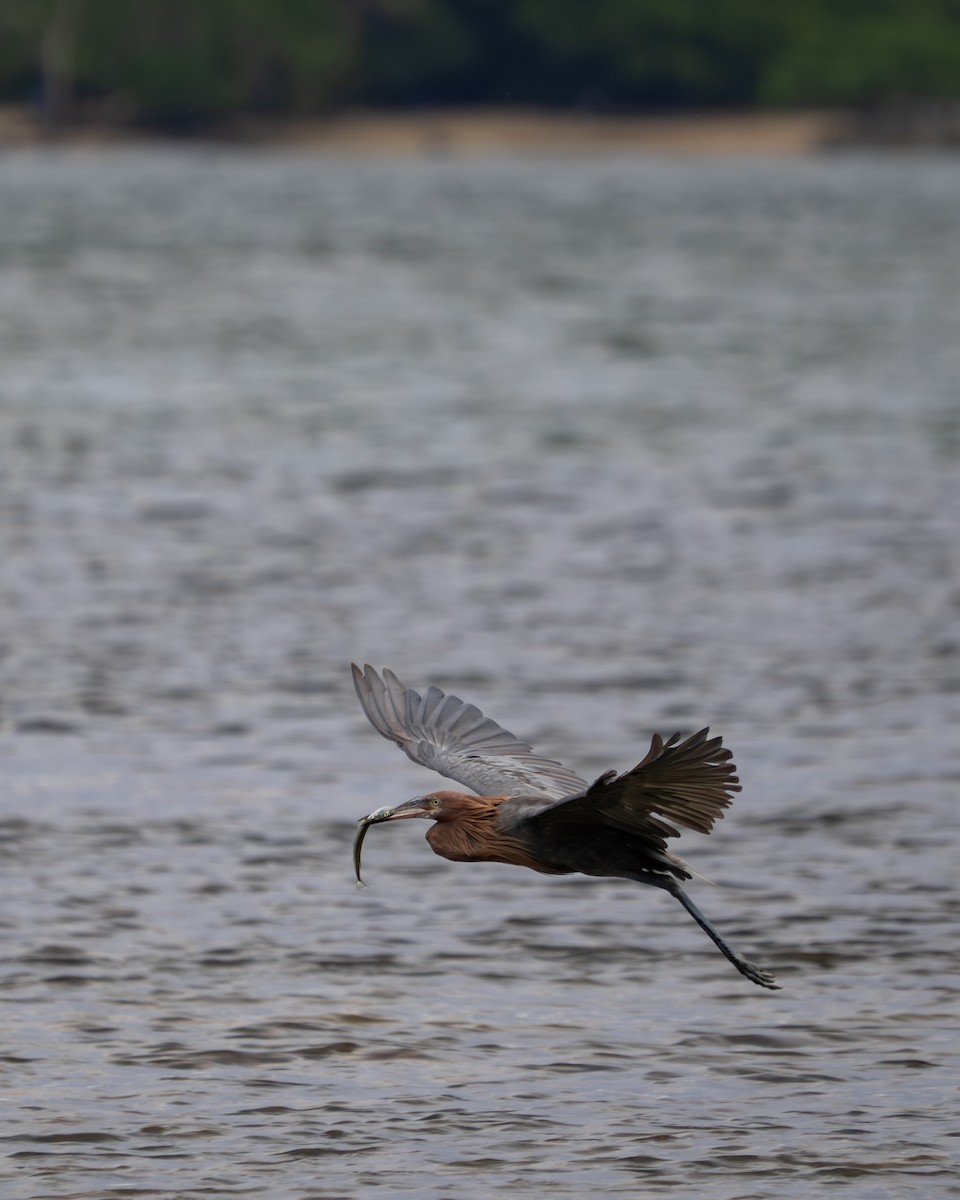 Reddish Egret - ML646398597