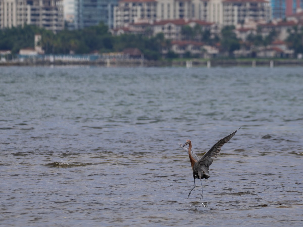 Reddish Egret - ML646398598