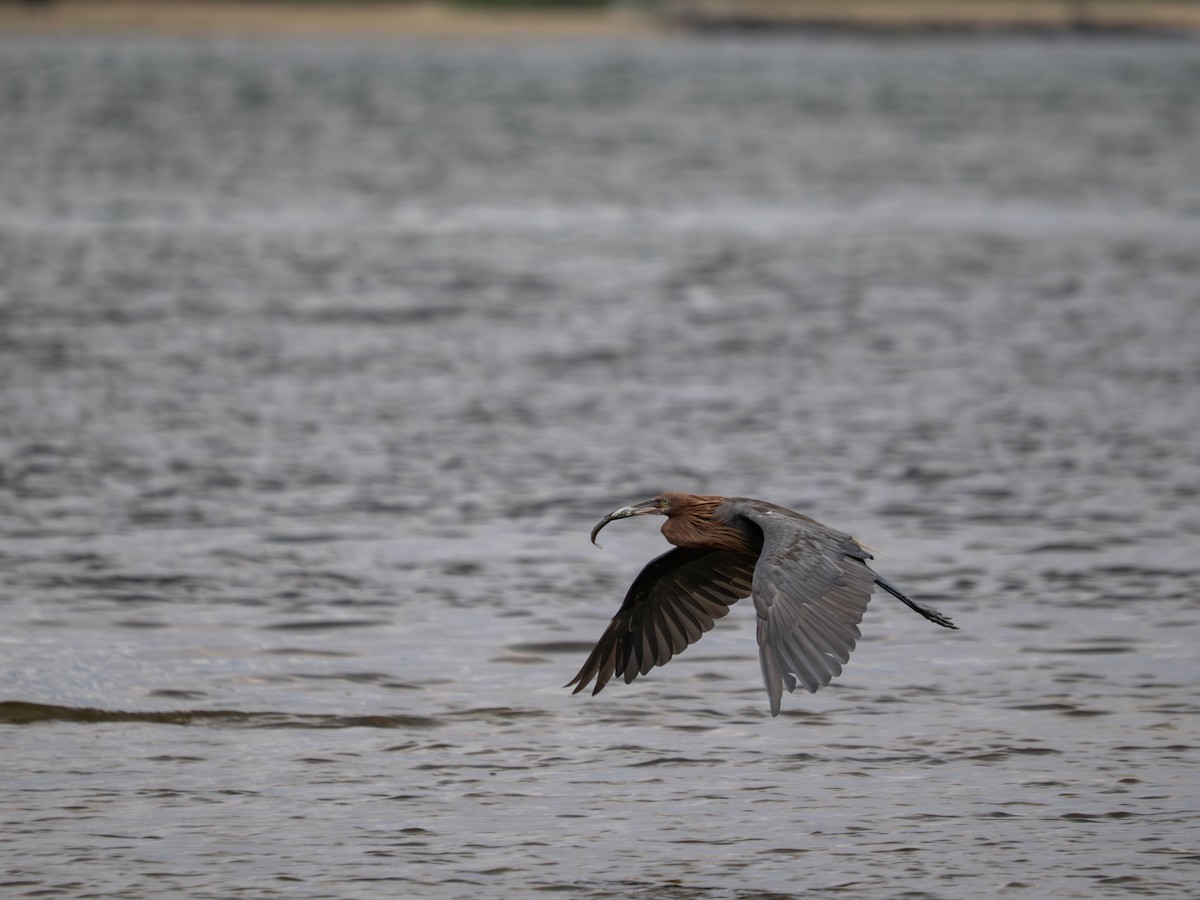Reddish Egret - ML646398600