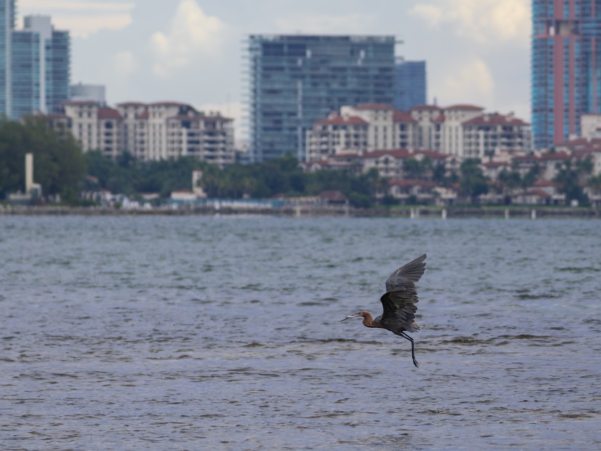 Reddish Egret - ML646398601