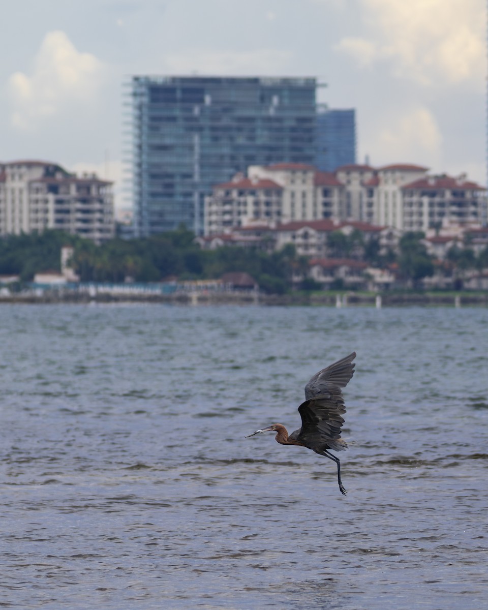 Reddish Egret - ML646398602