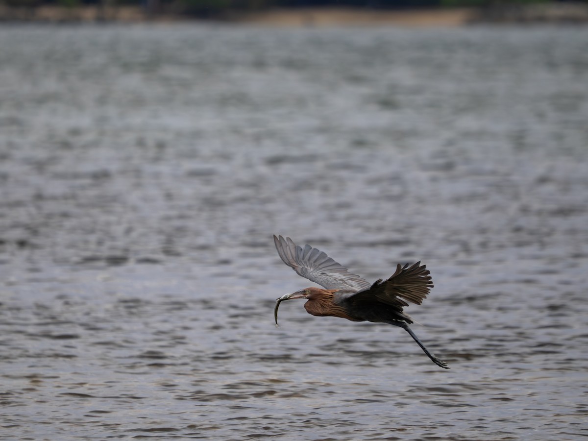 Reddish Egret - ML646398603