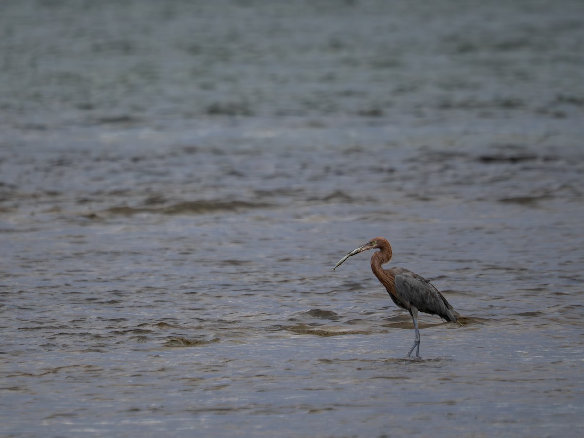 Reddish Egret - ML646398604