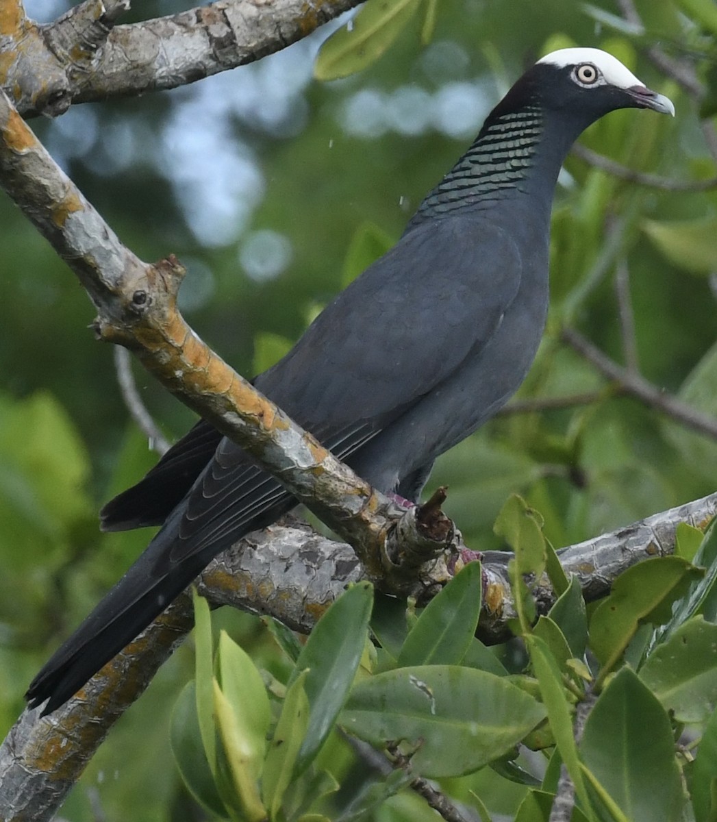 White-crowned Pigeon - ML646398608